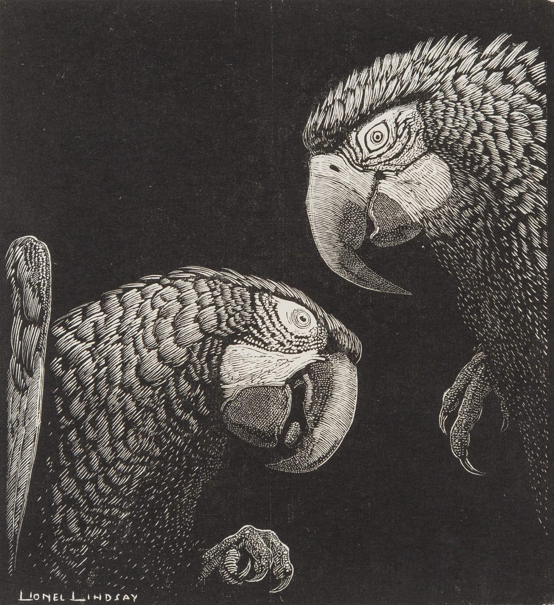 Macaws, 1938, wood engraving, printed in black ink on paper, 13.2 x 12.4cm