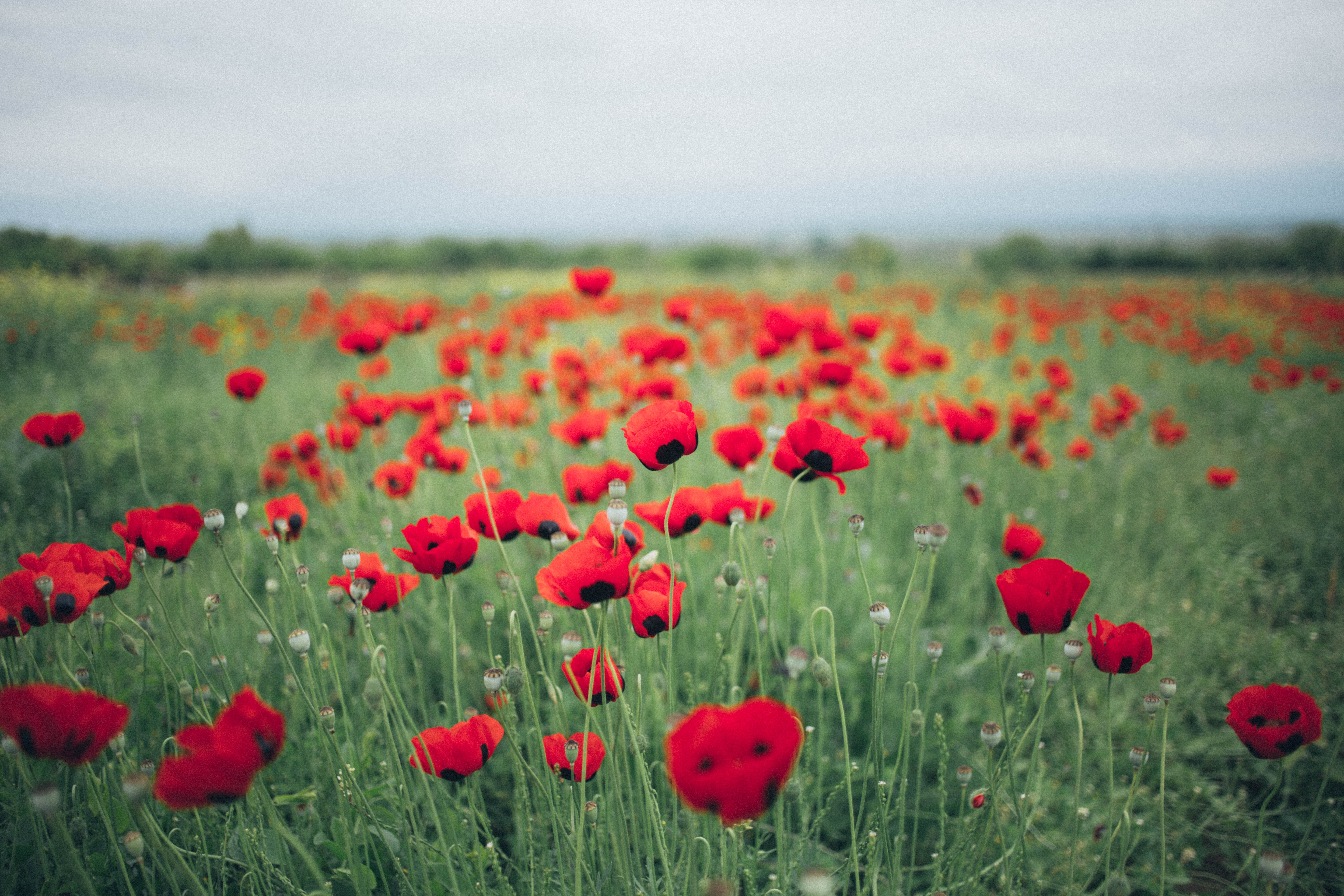 Anzac Day 2024