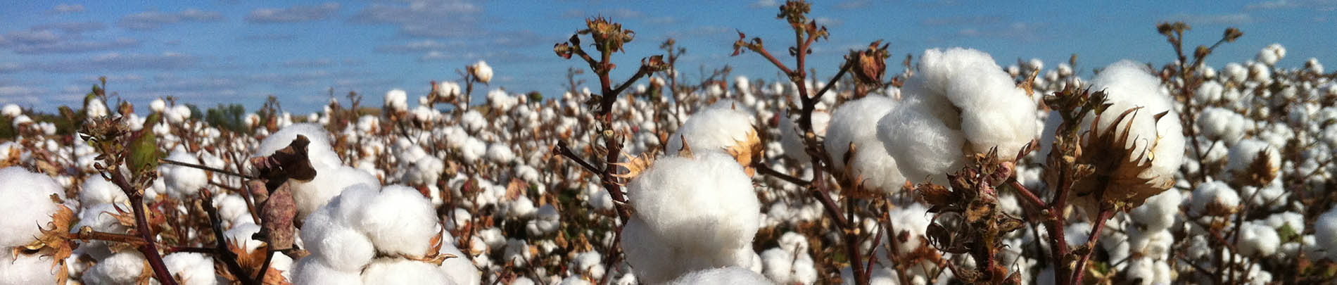 Cotton ready to pick