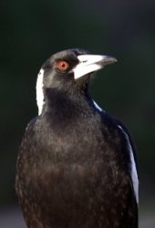 Magpie