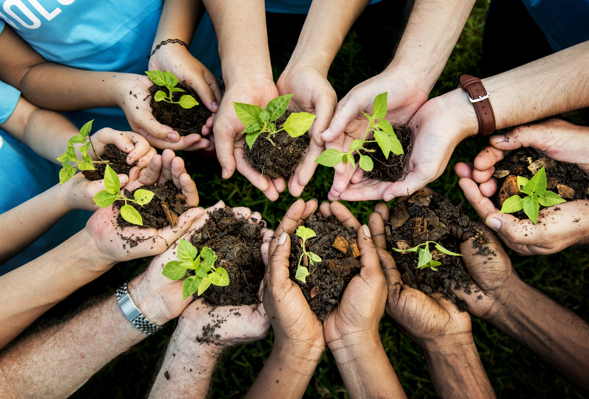 tree planting
