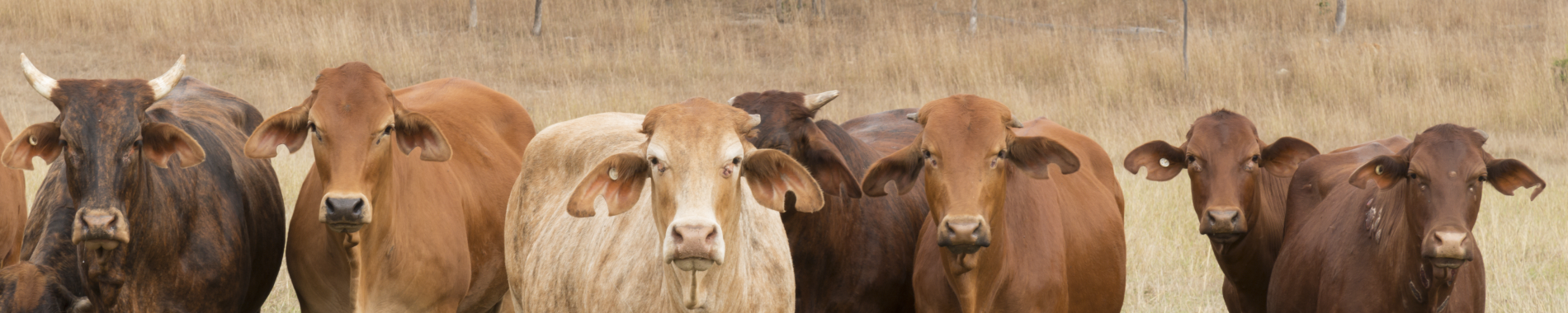 cows, banner