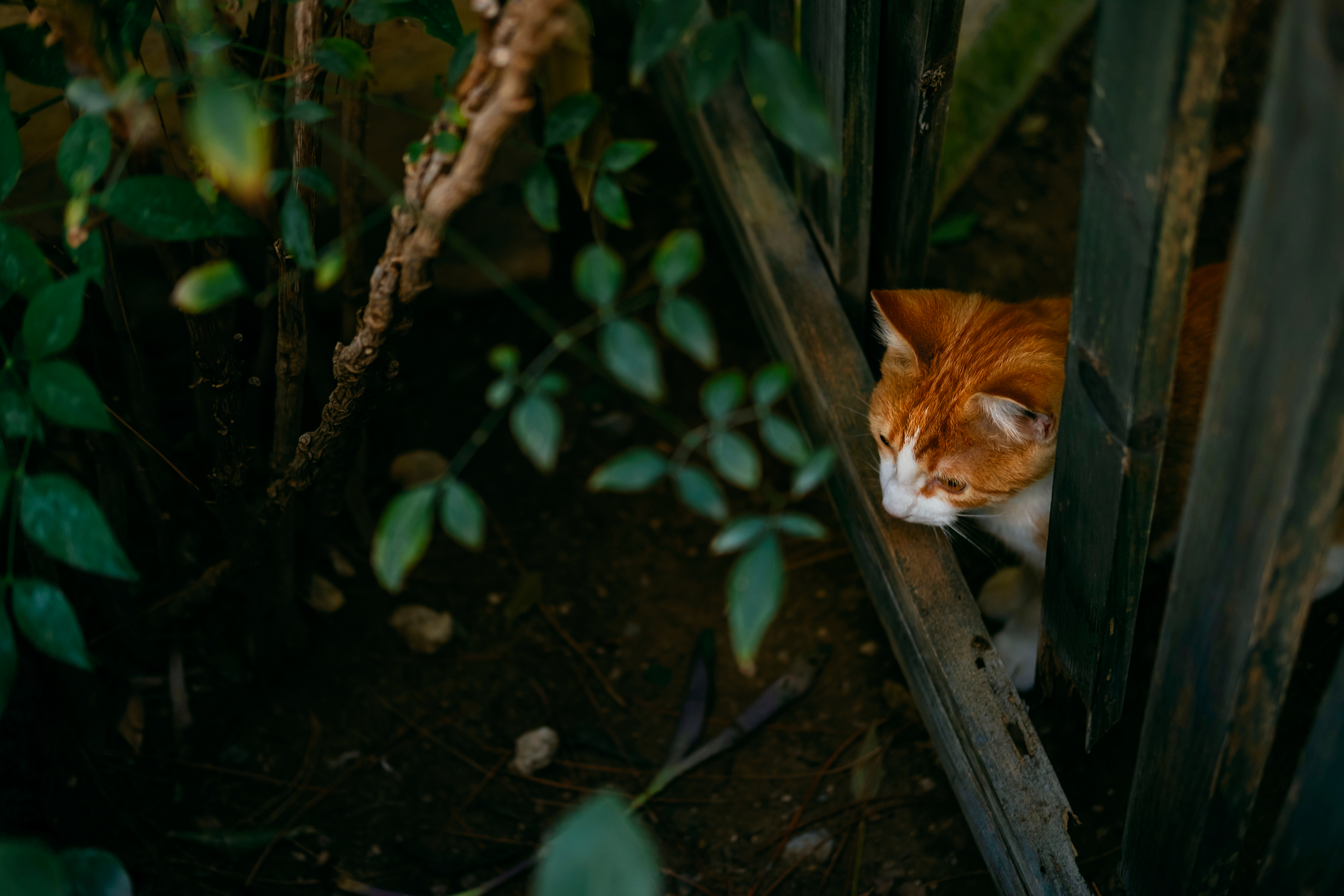 Cat at night