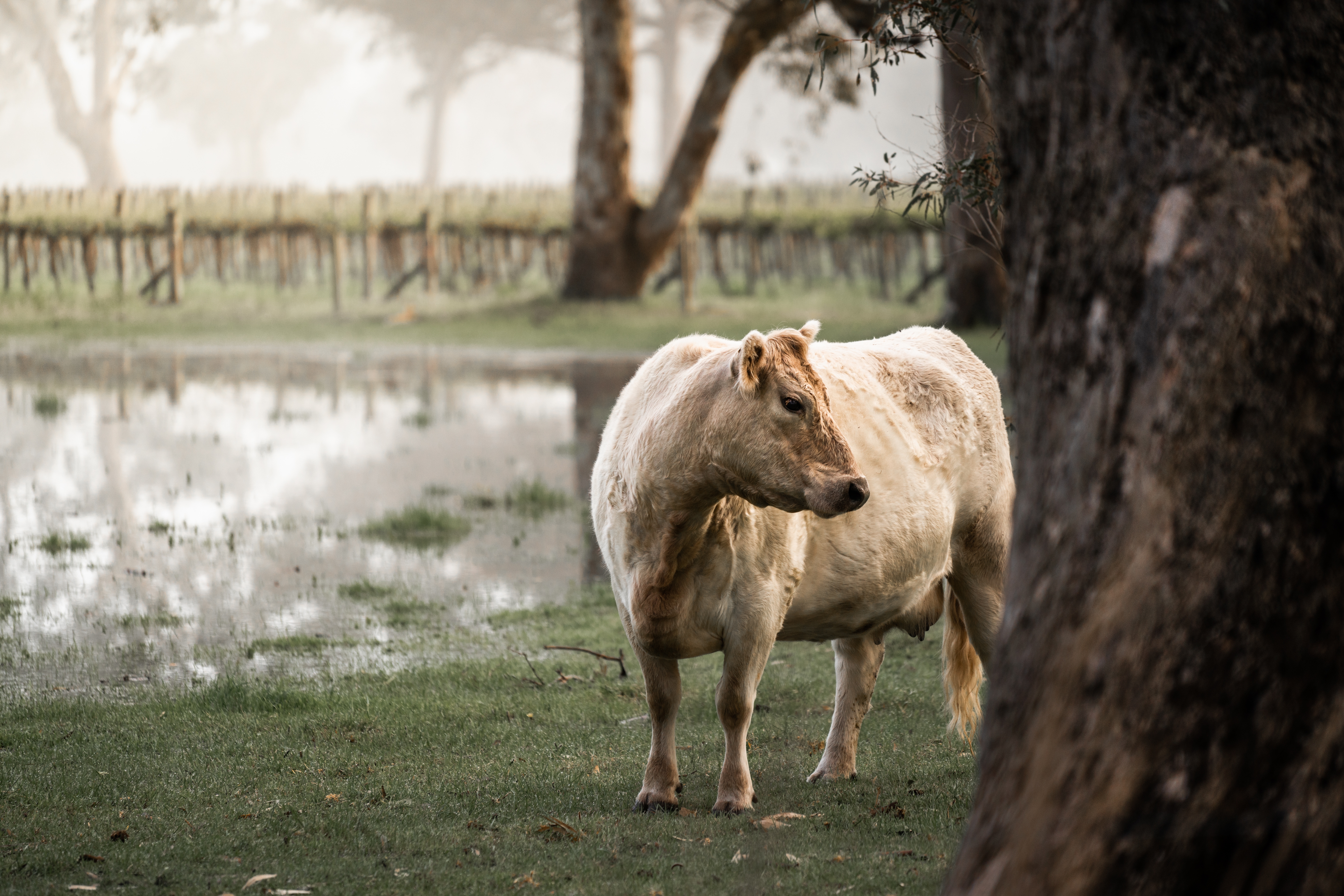 cow flooded field