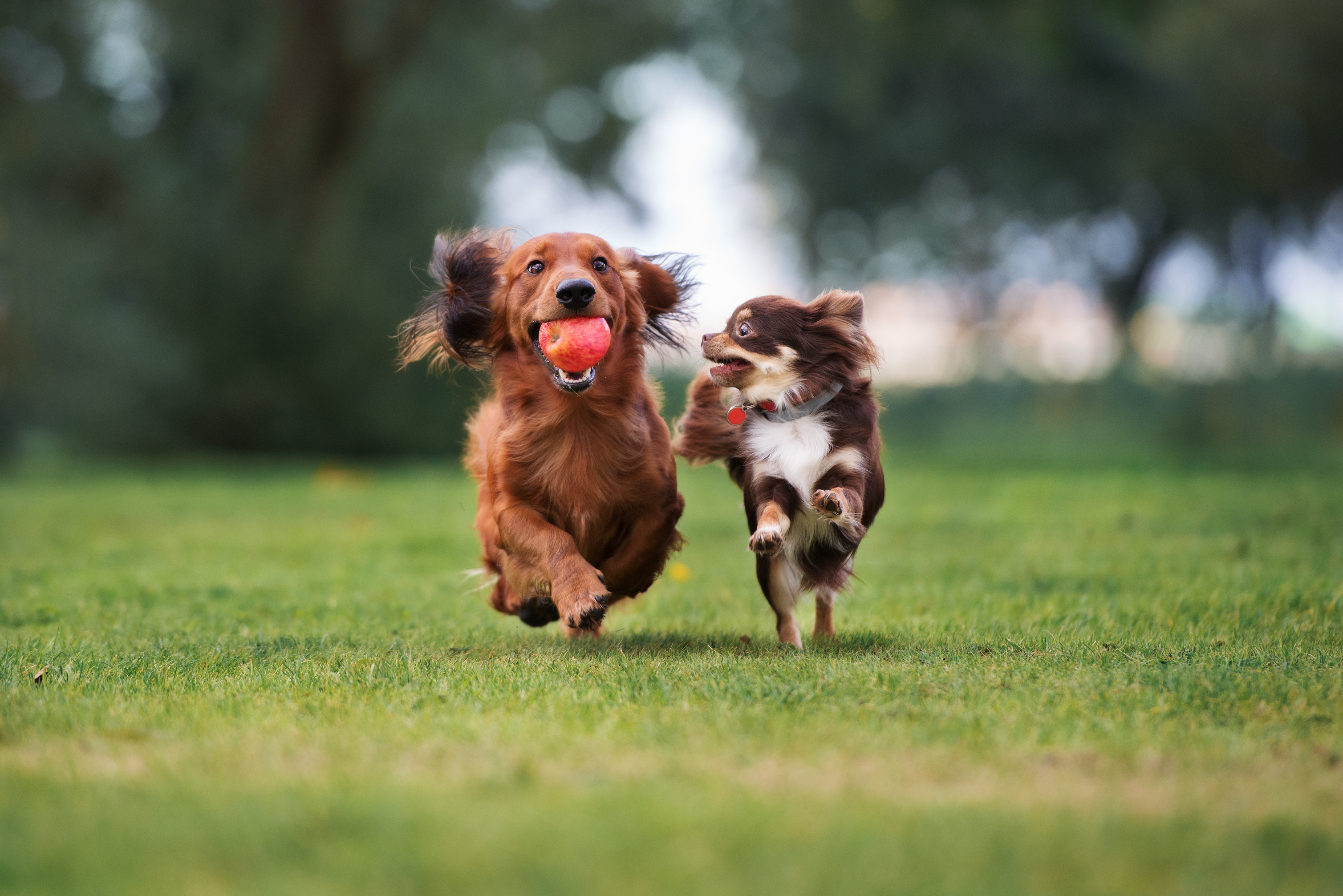 Dogs in park