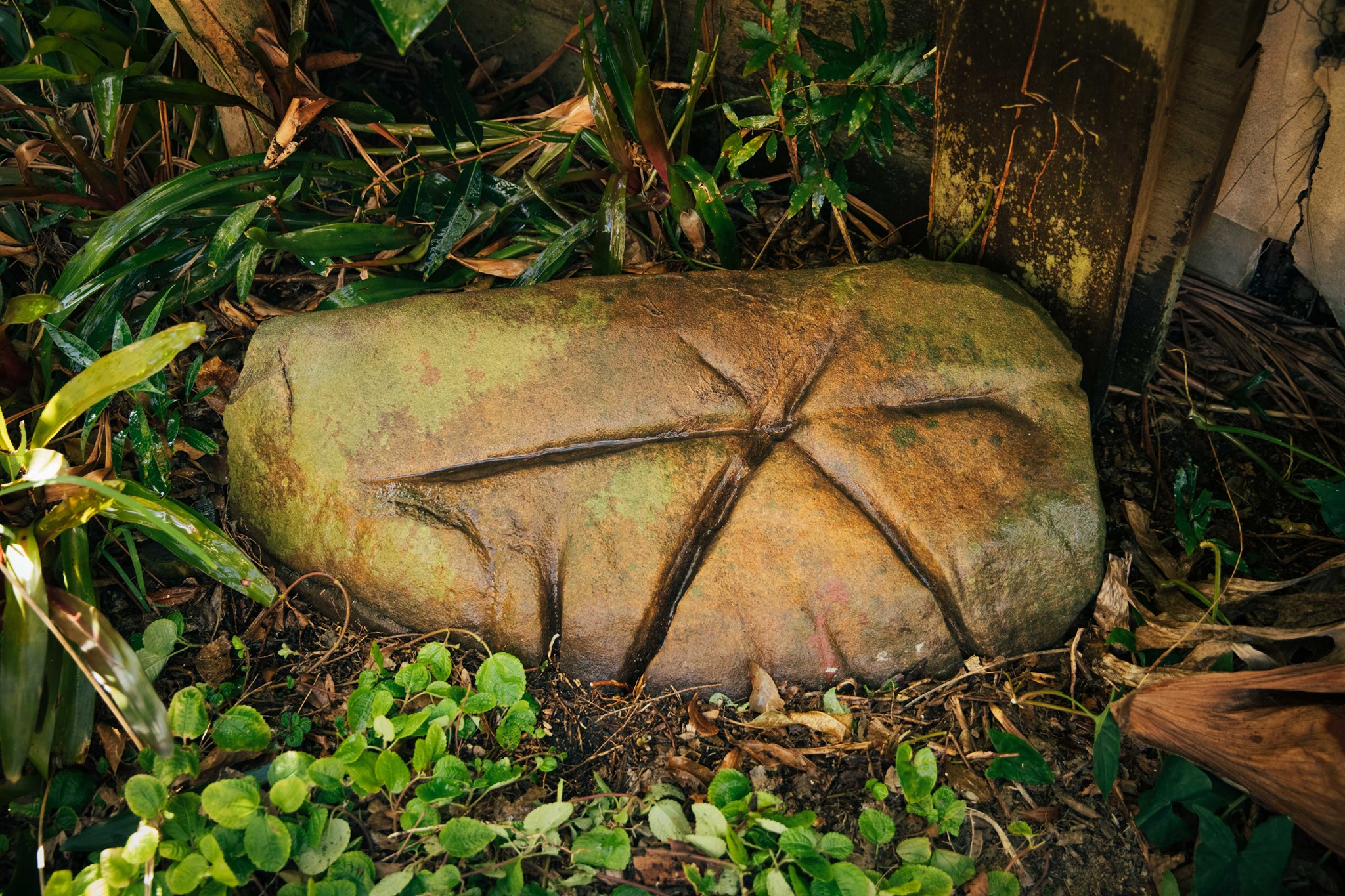 Star of Taroom