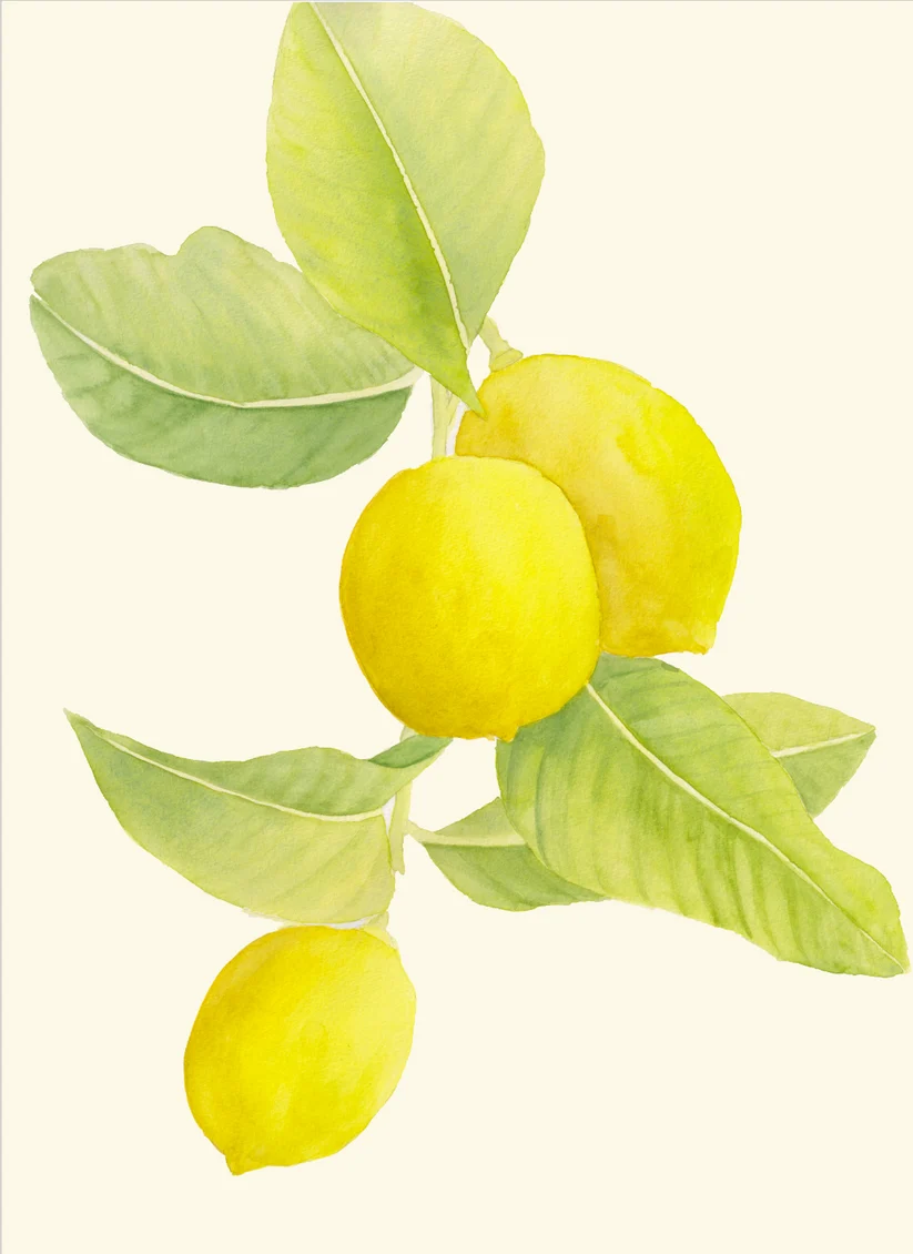 Botanical-Watercolours.png