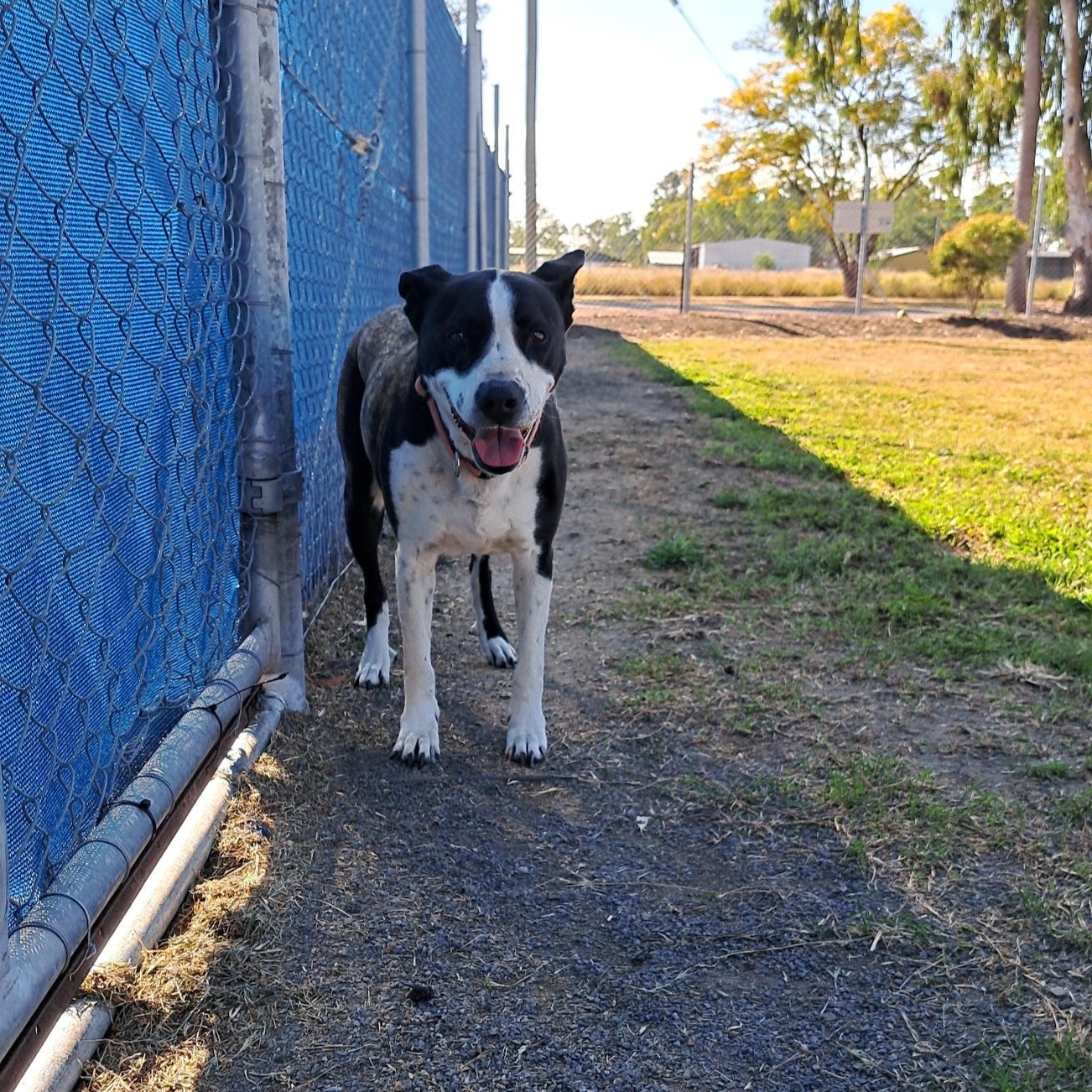 Dog