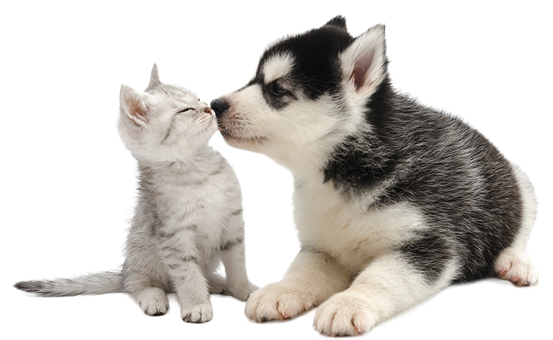 Dog-and-cat-2.png