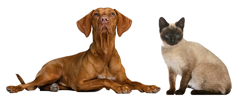 Dog-and-Cat.png