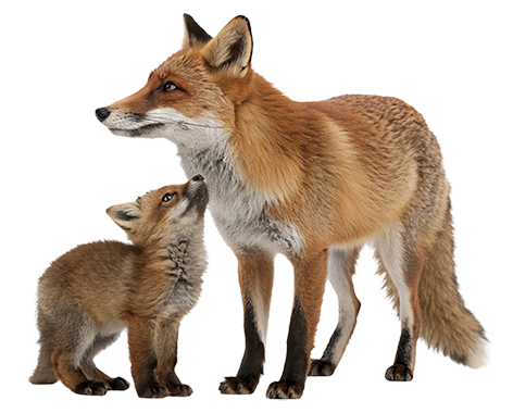 Foxes.png