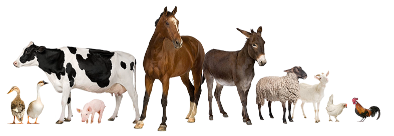 Livestock.png