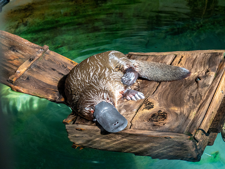 Platypus-hero.png