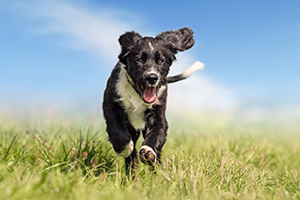 Dog running in park